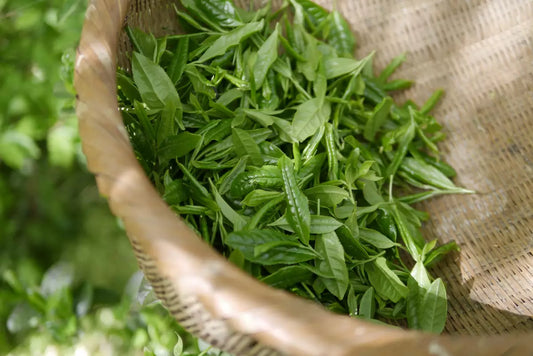 Bastillepost 巴士的報報道 : 常飲綠茶的好處:抗氧化與燒脂